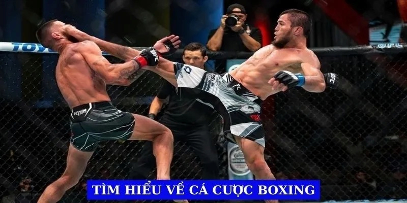 Cá cược Boxing là gì?